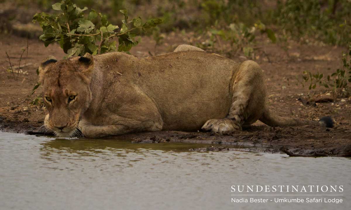Mhangeni Pride Drinking