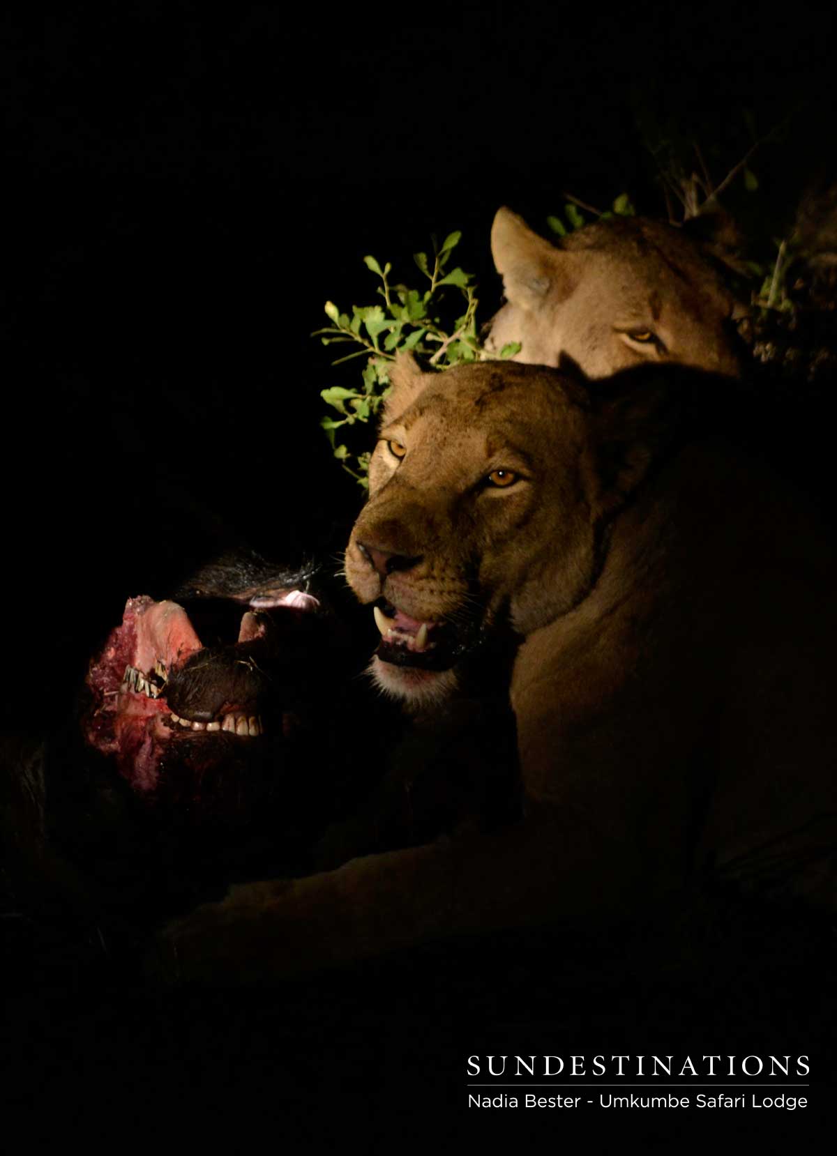 Mhangeni Pride by Night