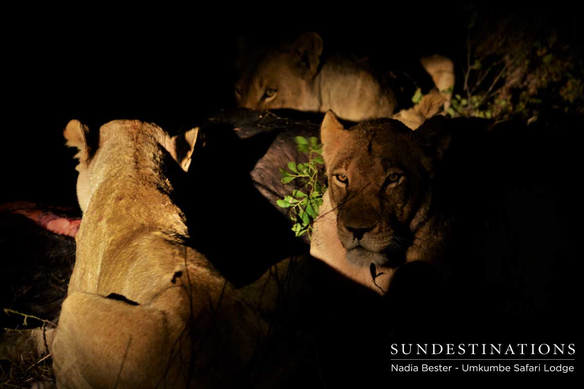 Mhangeni Pride on Kill