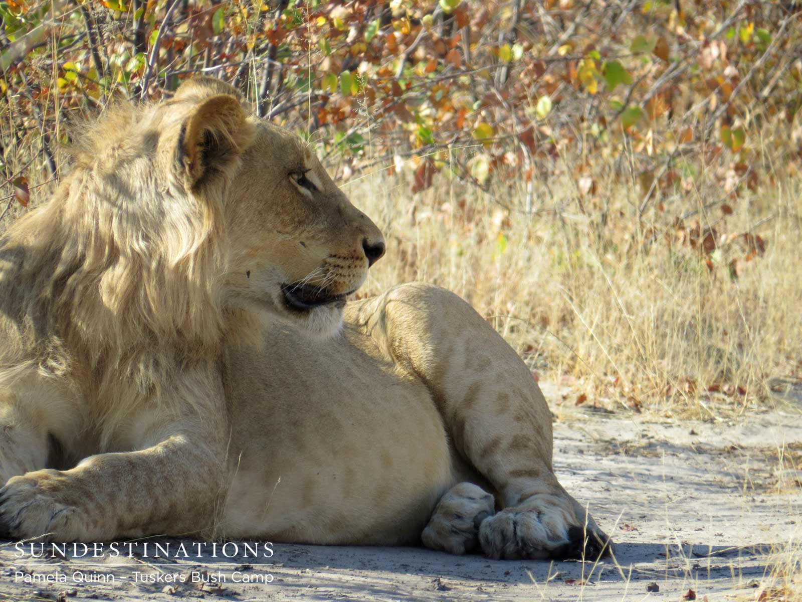 Tuskers Young Male Lion