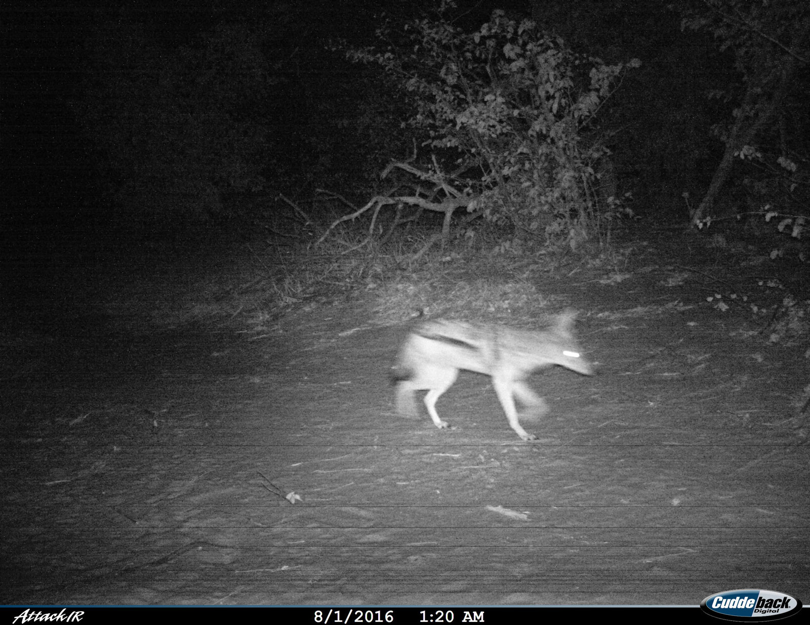 Tuskers Black Backed Jackal