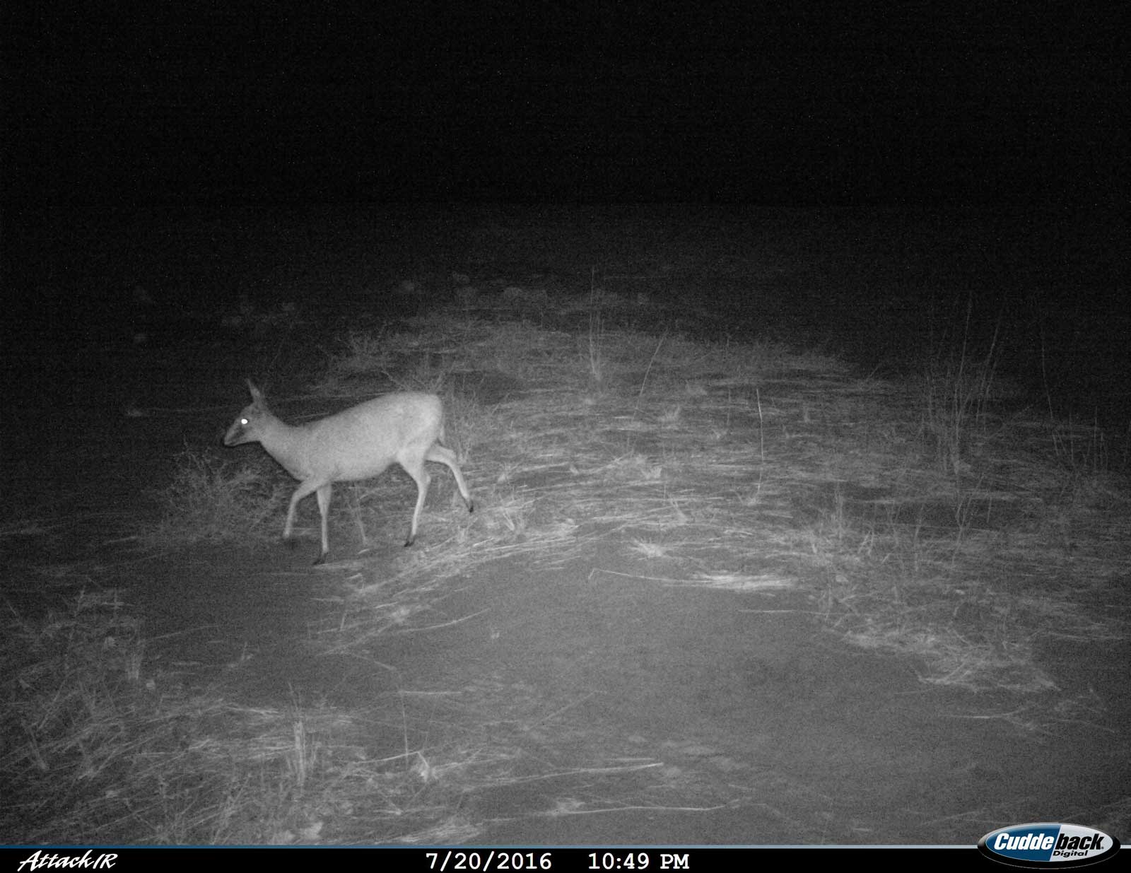 Tuskers Duiker Plains Game