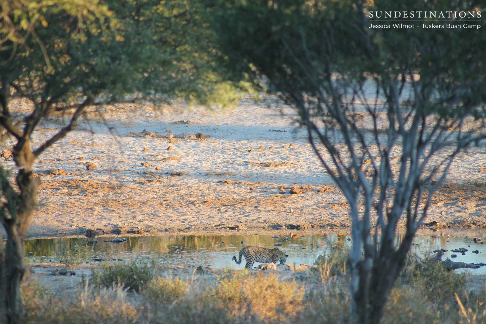 Tuskers Leopard at Waterhole