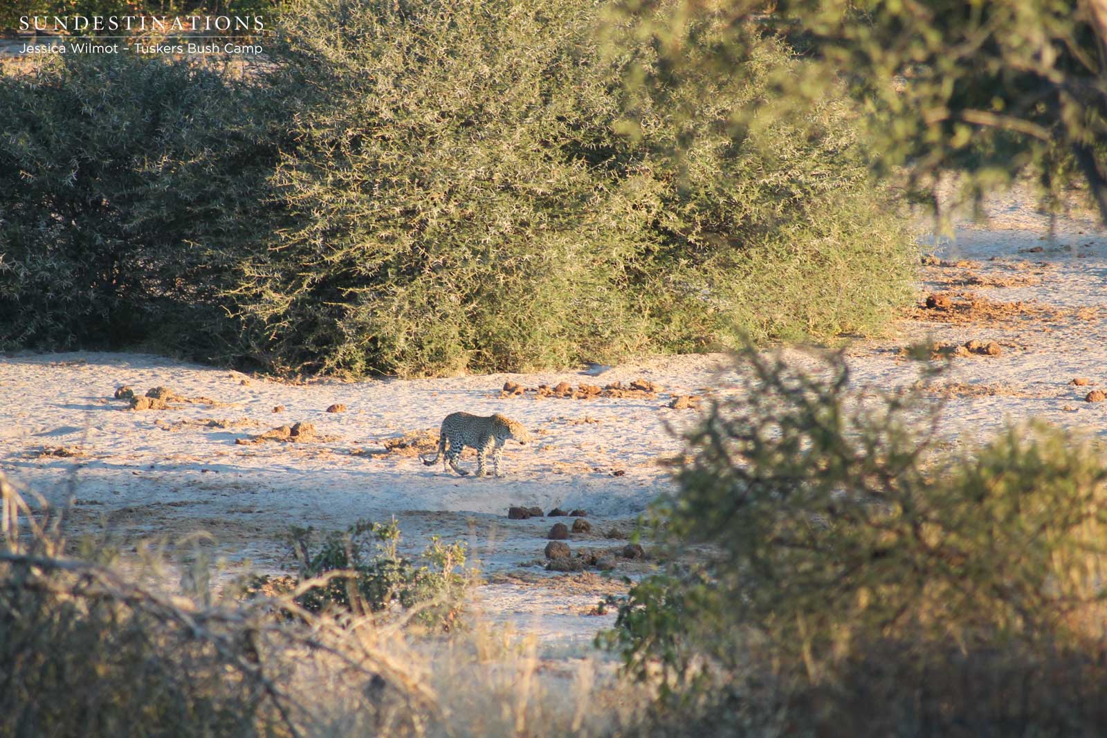 Leopard from Tuskers