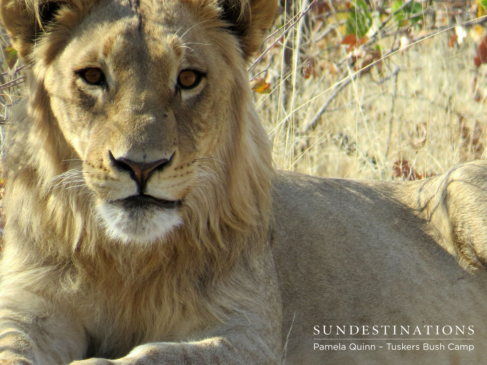 Young Male Lion in Tuskers
