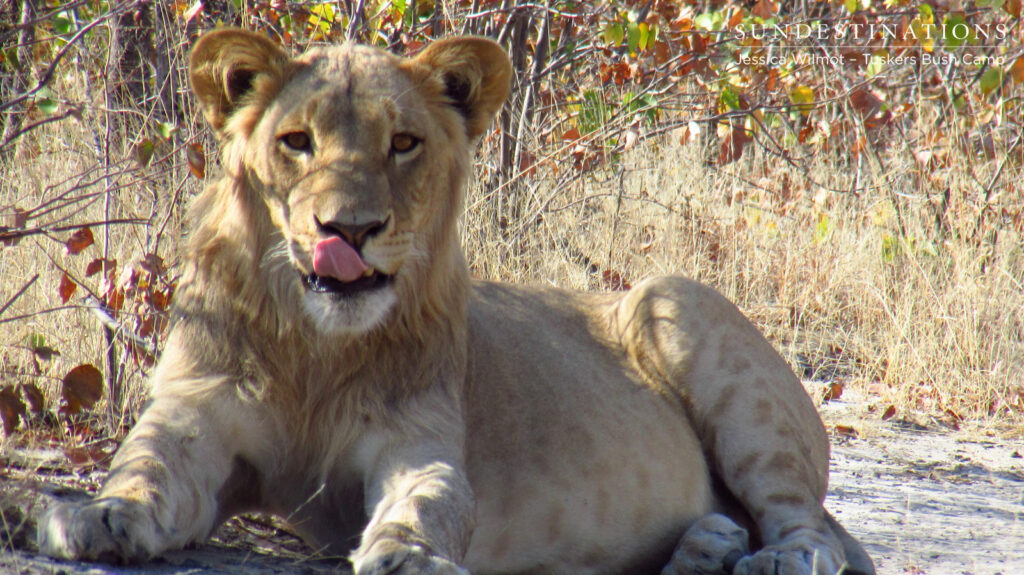 Tuskers Lions
