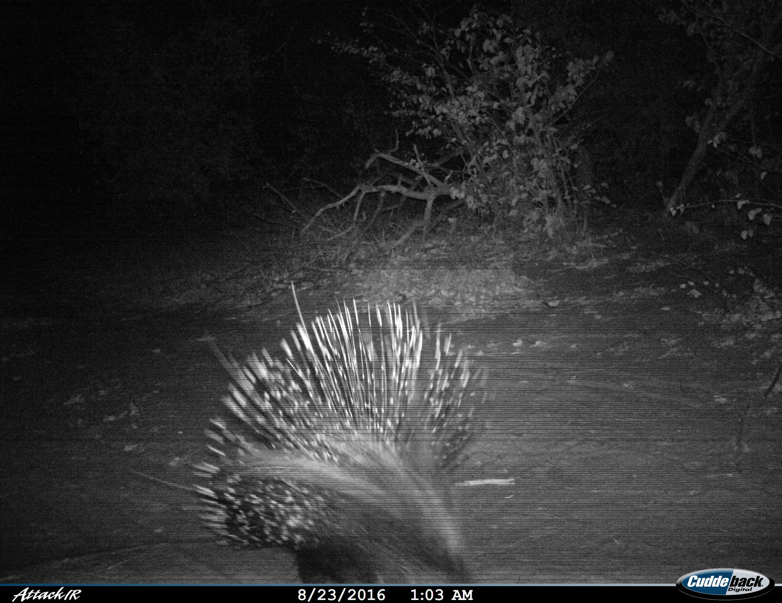 Tuskers Porcupine