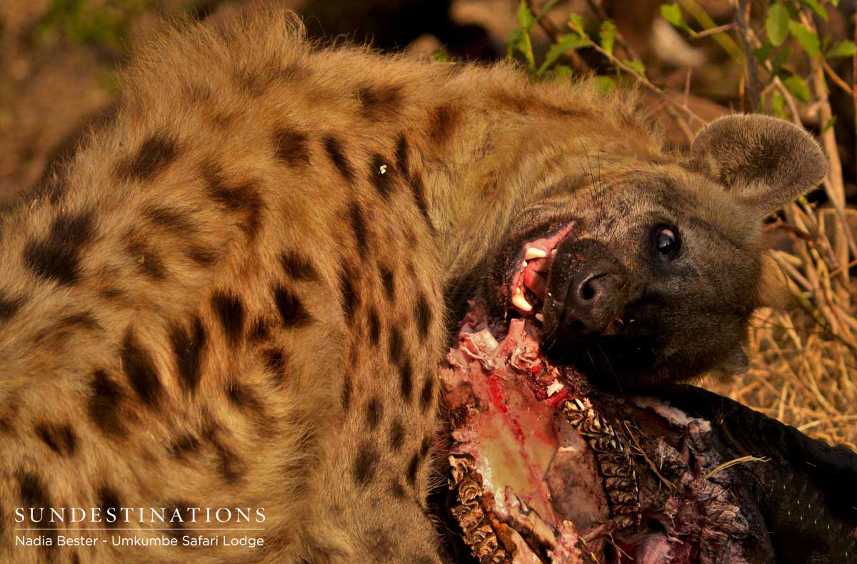 Umkumbe Hyena