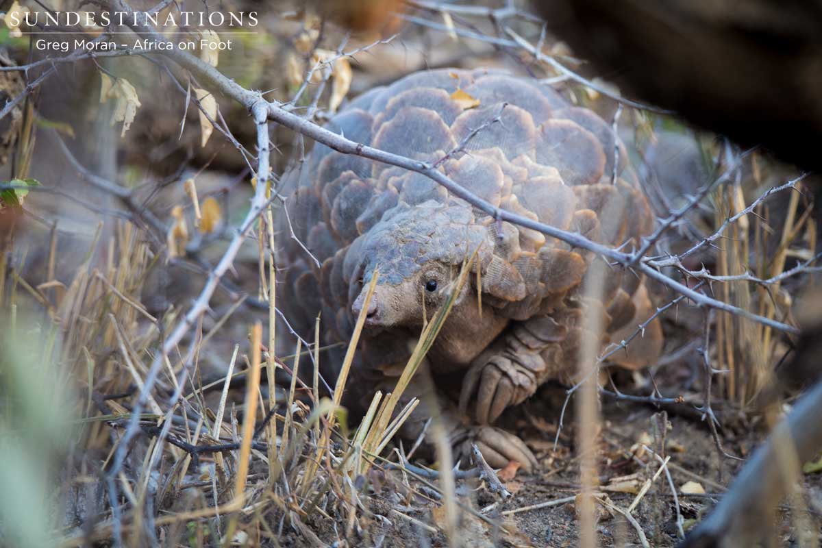 Pangolin - Africa on Foot Pangolin - Africa on Foot