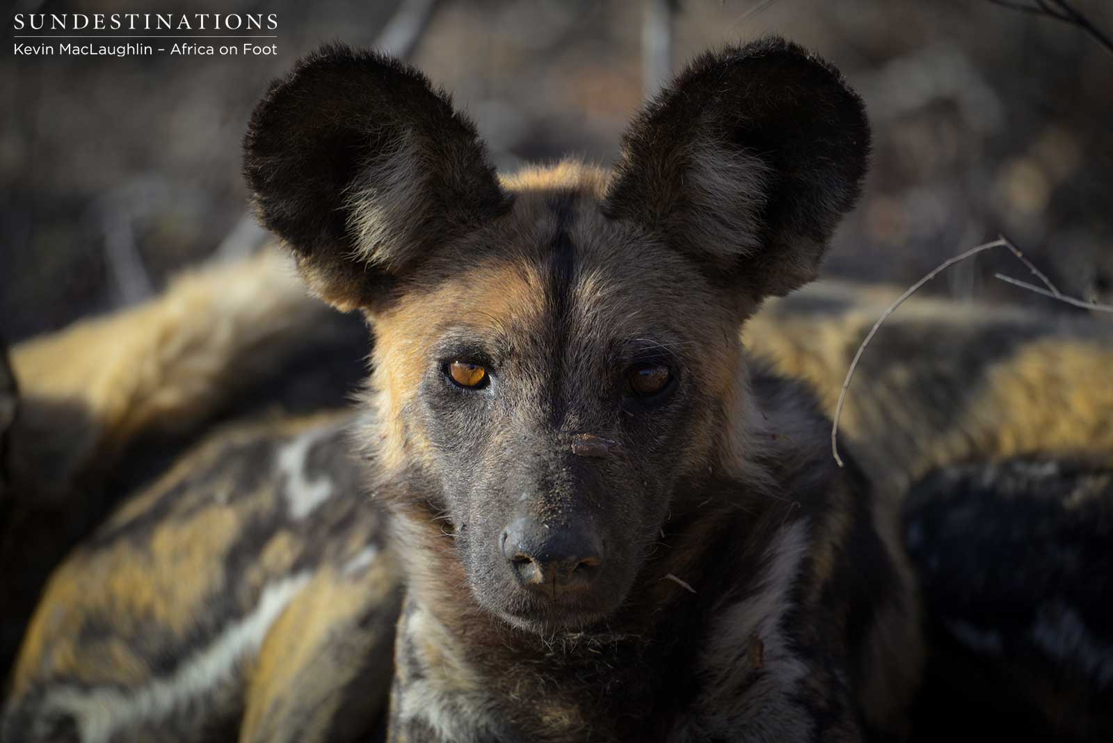 African Wild Dog African Wild Dog