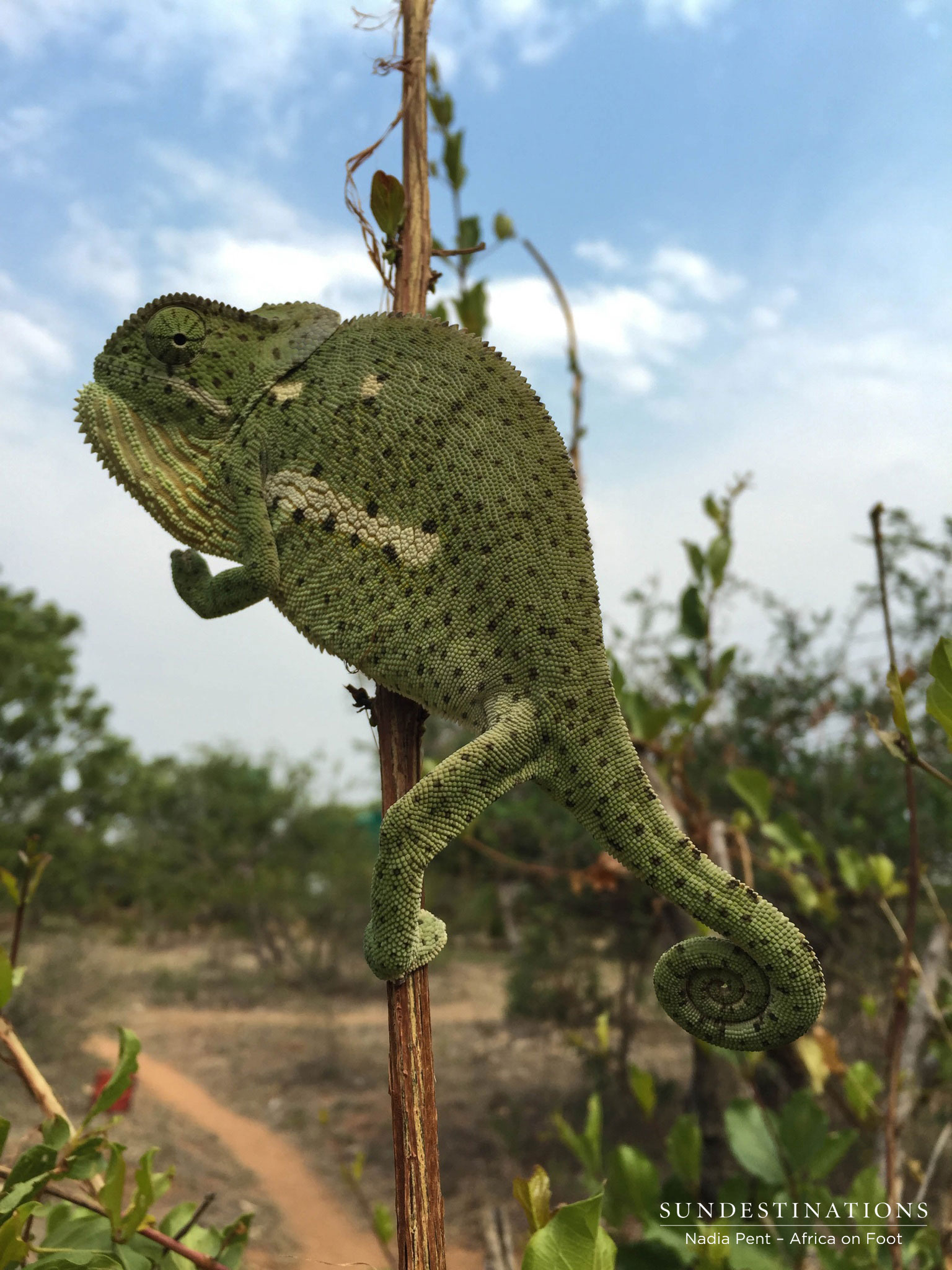 Flap-necked chameleon Flap-necked chameleon