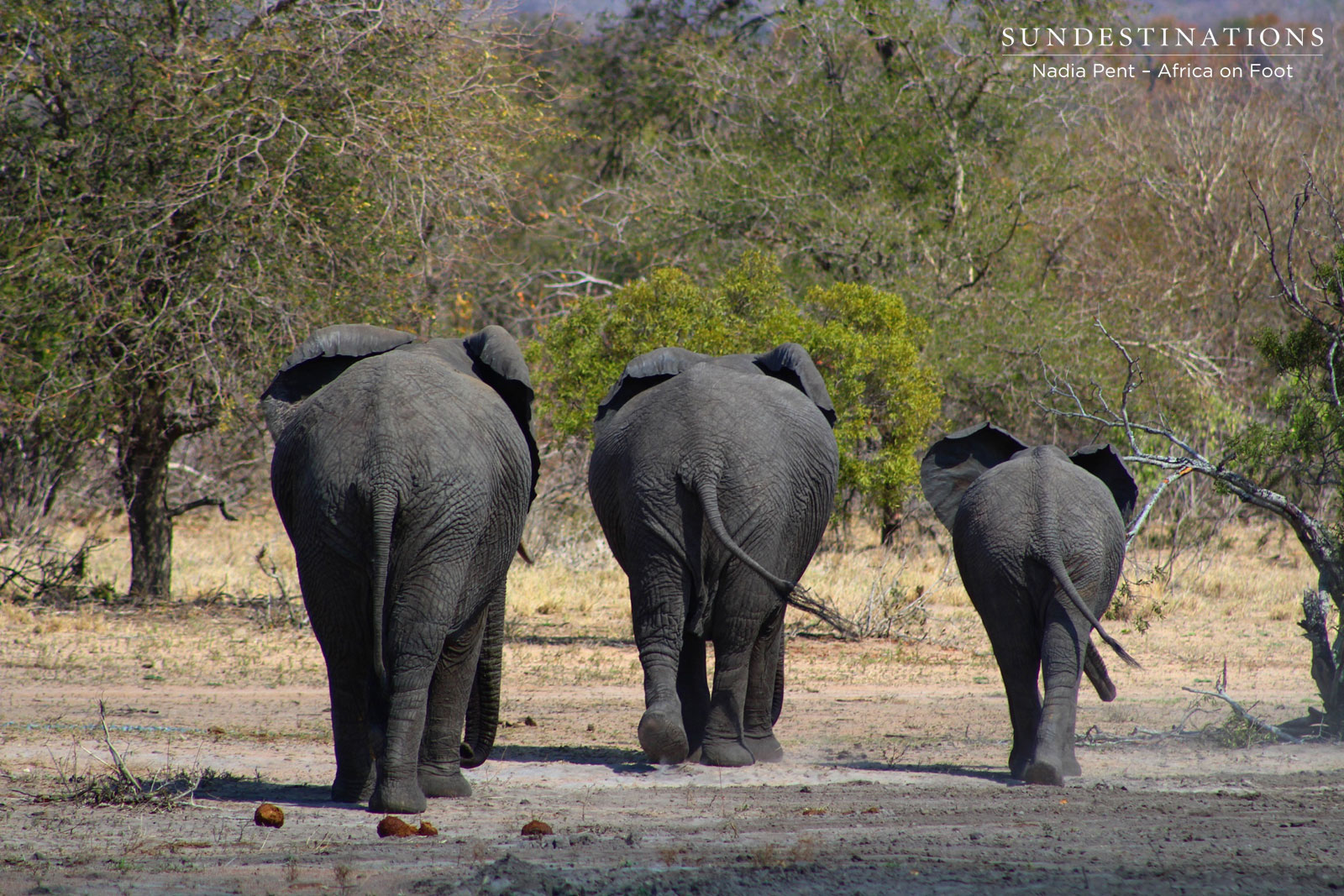 Elephants from Behind Elephants from Behind