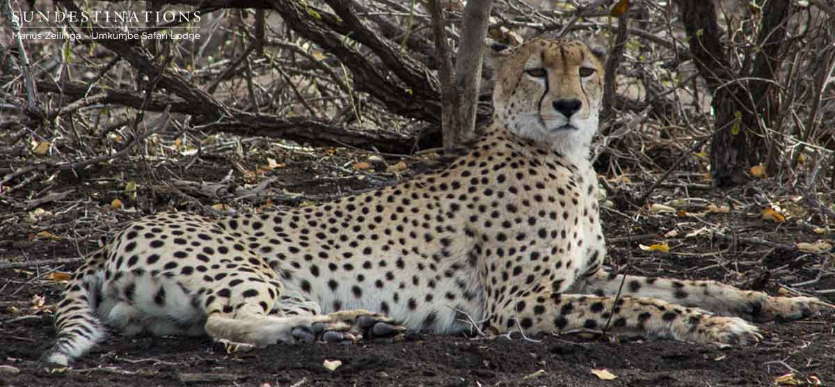Umkumbe Cheetah Umkumbe Cheetah