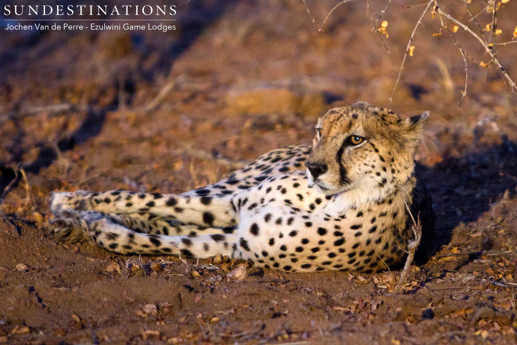 Cheetah at Ezulwini Game Lodges Cheetah at Ezulwini Game Lodges