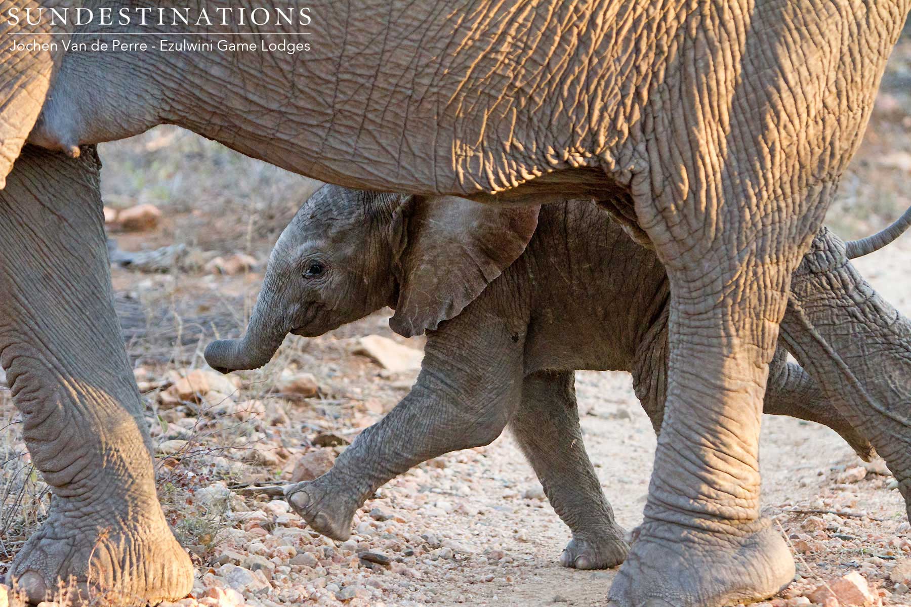 Elephant Calf Elephant Calf