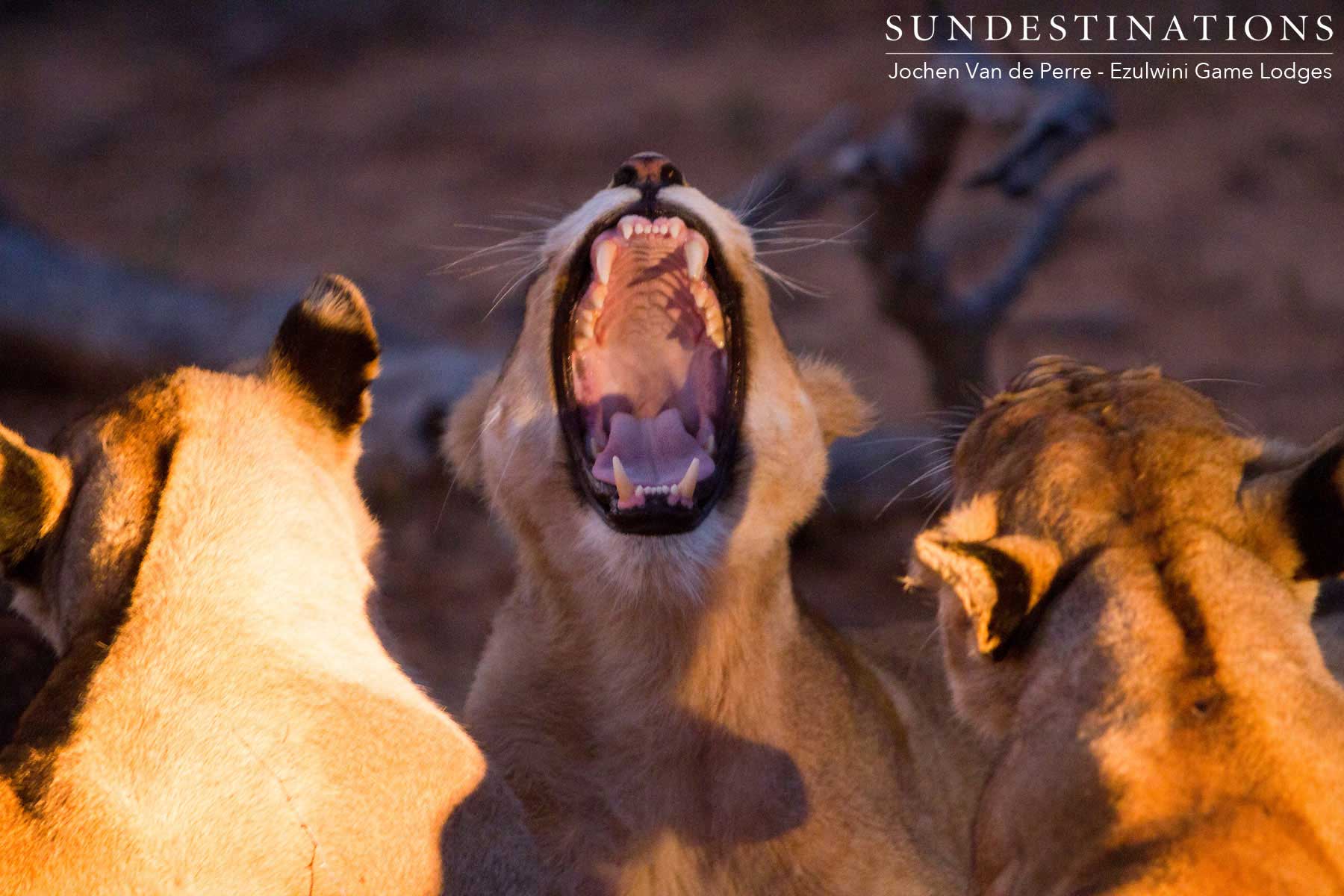 Mohlabetsi Lion Pride Mohlabetsi Lion Pride