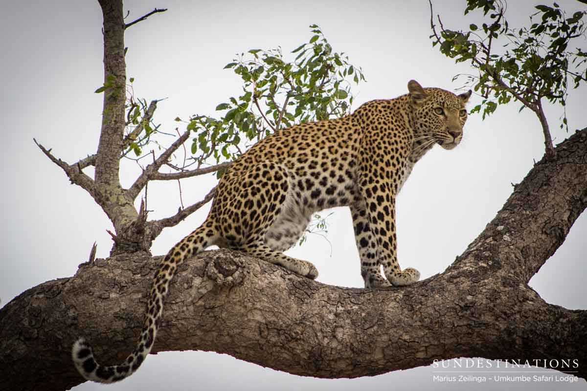 Umkumbe's Kigelia Leopard Umkumbe's Kigelia Leopard