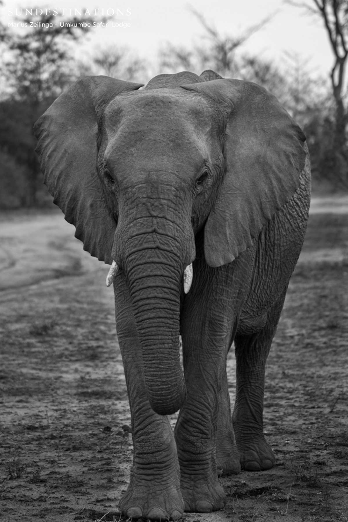 Elephants at Umkumbe Elephants at Umkumbe