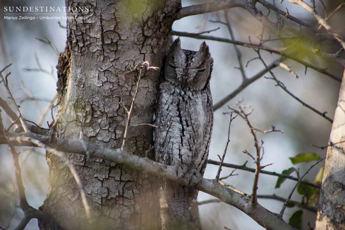 African Scops Owl African Scops Owl