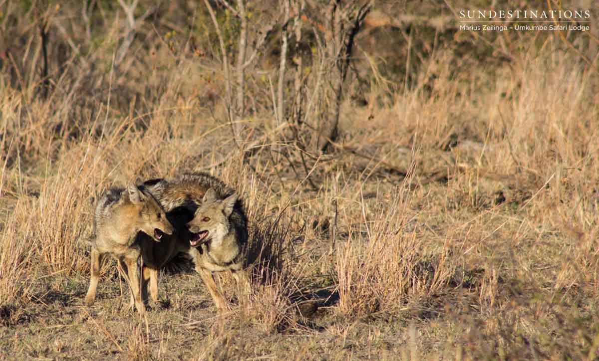 Side-striped Jackal Umkumbe Side-striped Jackal Umkumbe
