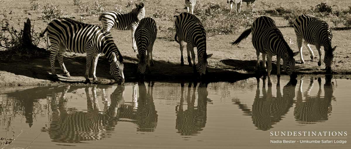 Zebra - Plains Game Zebra - Plains Game