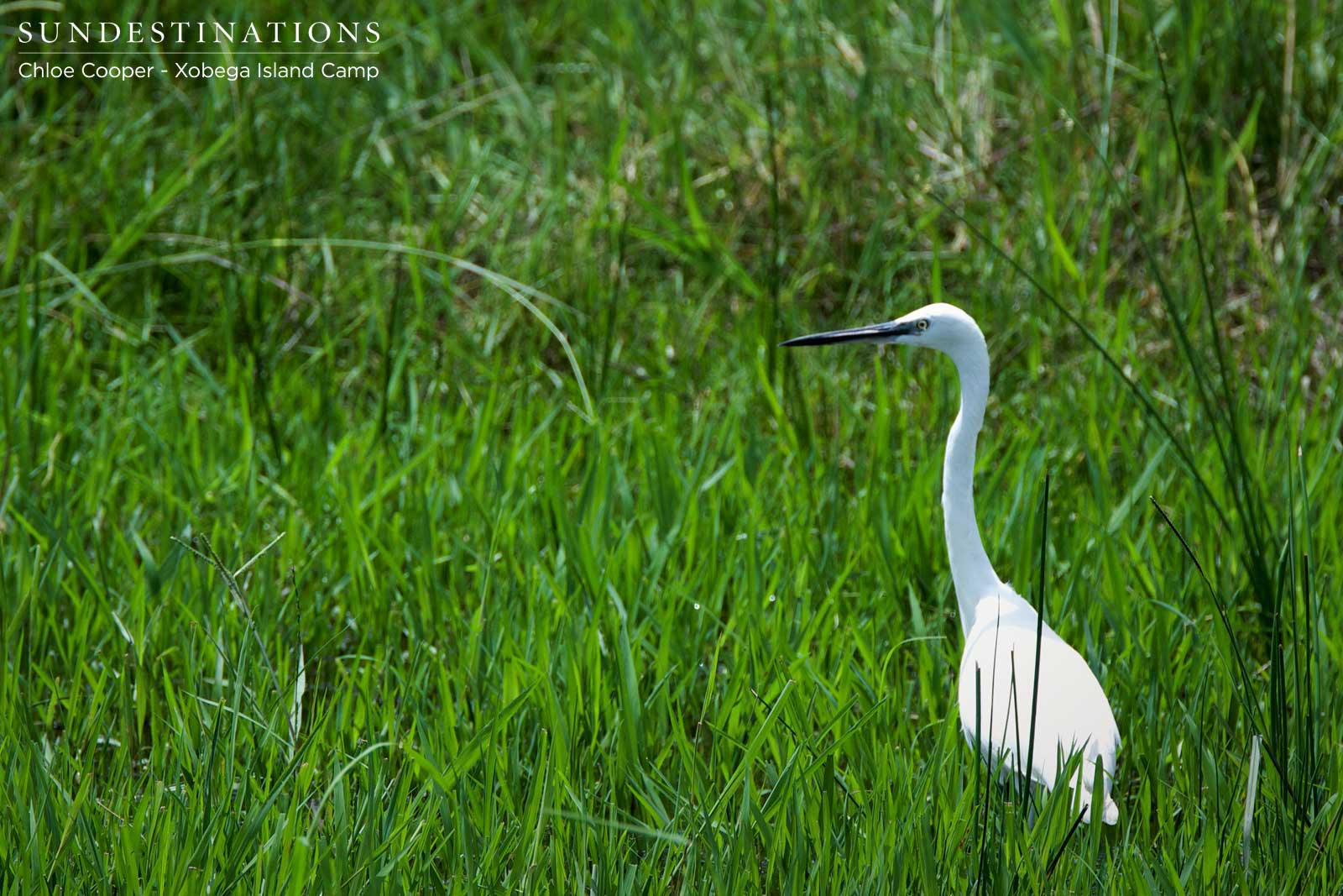 Xobega Egret Xobega Egret