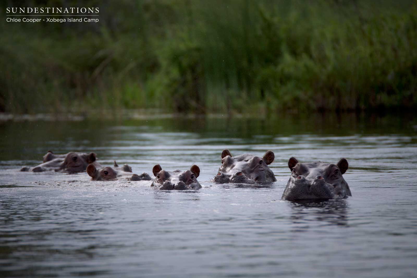 Xobega Island Hippos Xobega Island Hippos