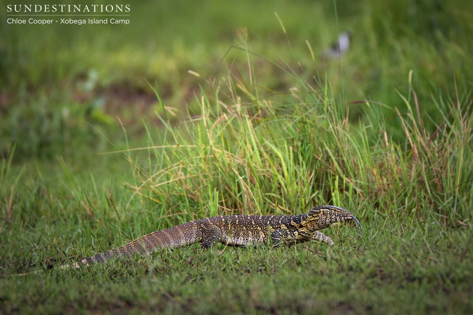 Water Monitor Xobega Water Monitor Xobega