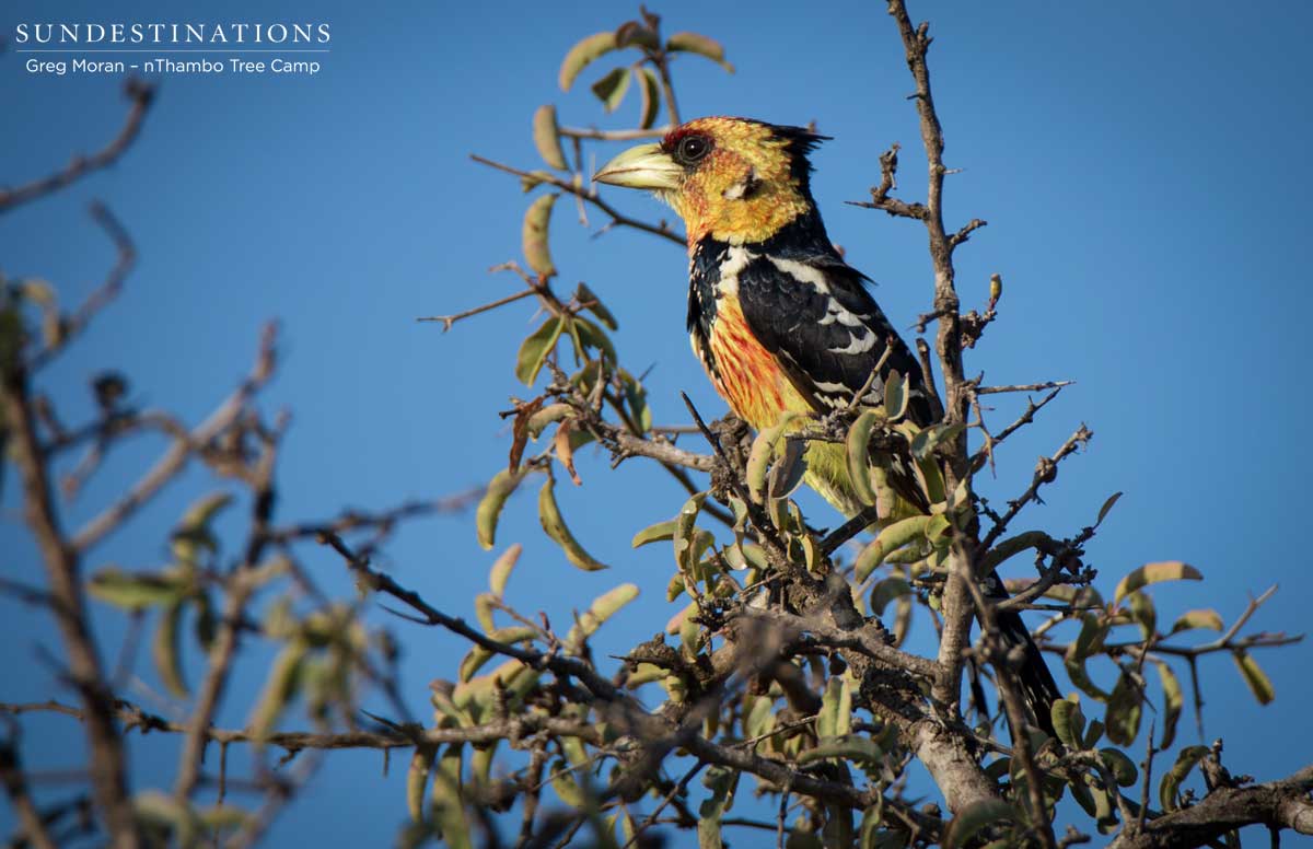Crested Barbet at nThambo Crested Barbet at nThambo