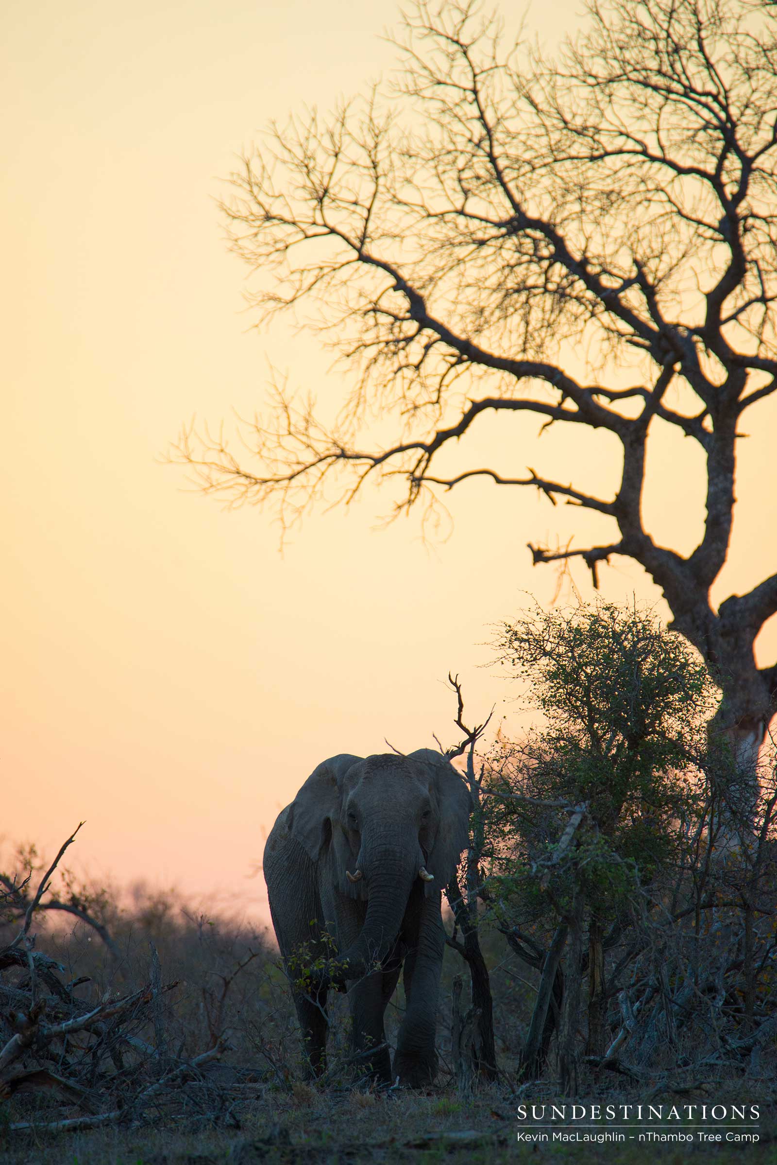 Elephant at nThambo Elephant at nThambo