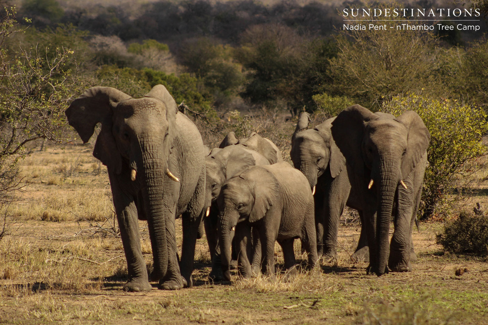 Elephant Herd nThambo Elephant Herd nThambo