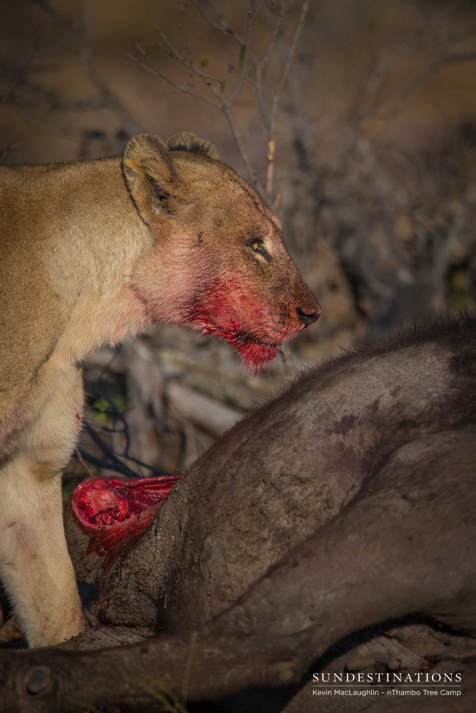 Lioness on Kill Lioness on Kill