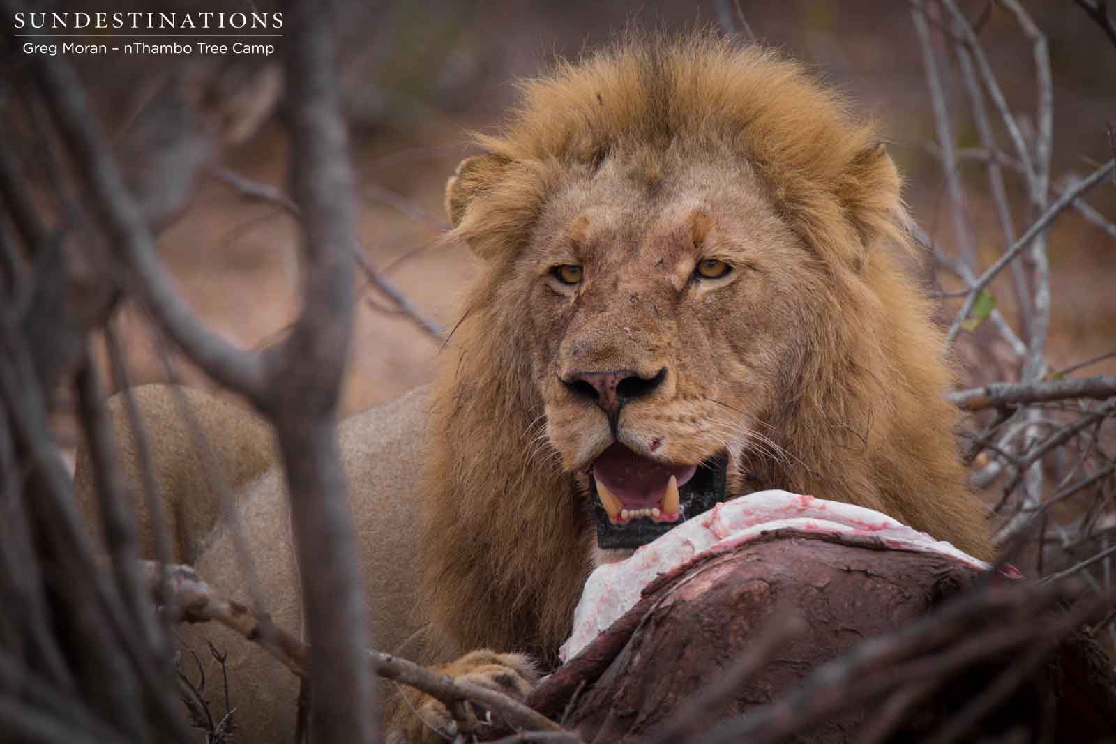 Mapoza Male Lion Mapoza Male Lion