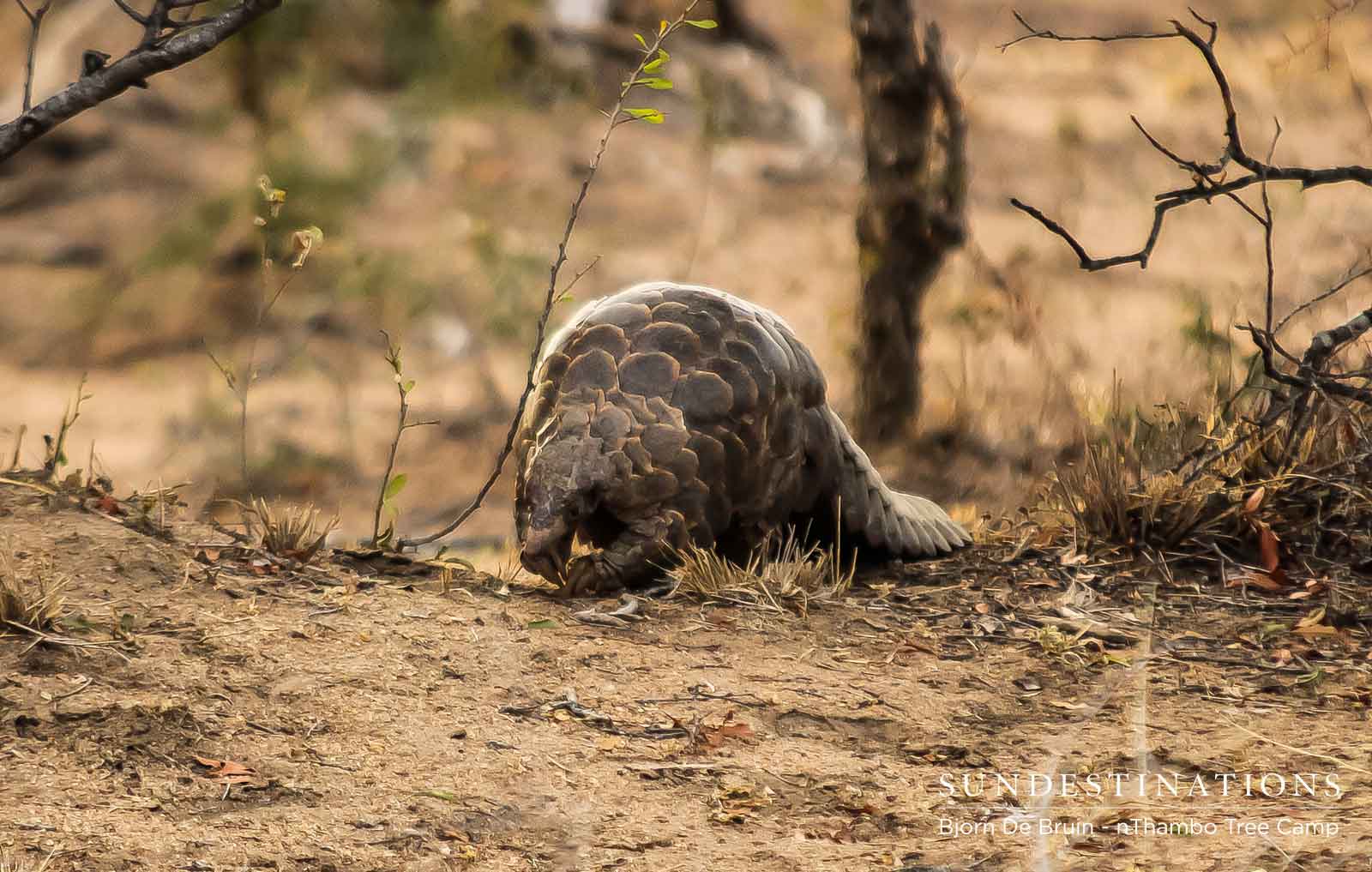 Pangolin nThambo Pangolin nThambo