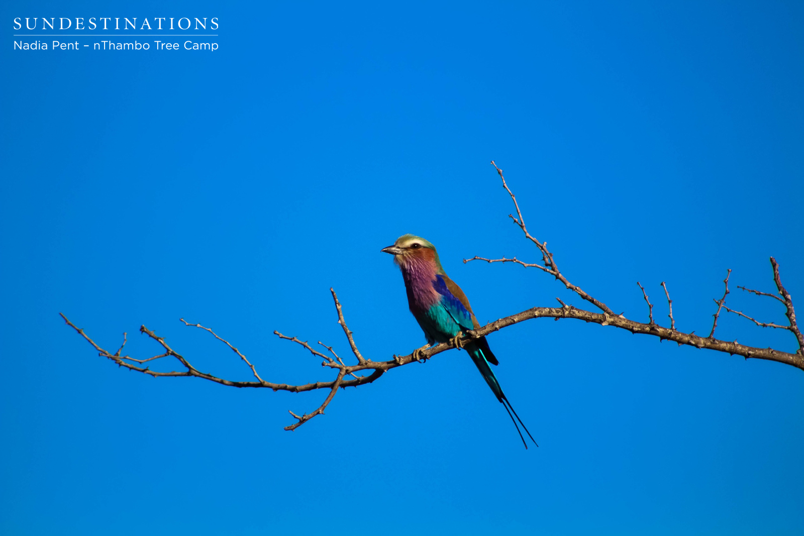 Lilac-breasted Roller Lilac-breasted Roller