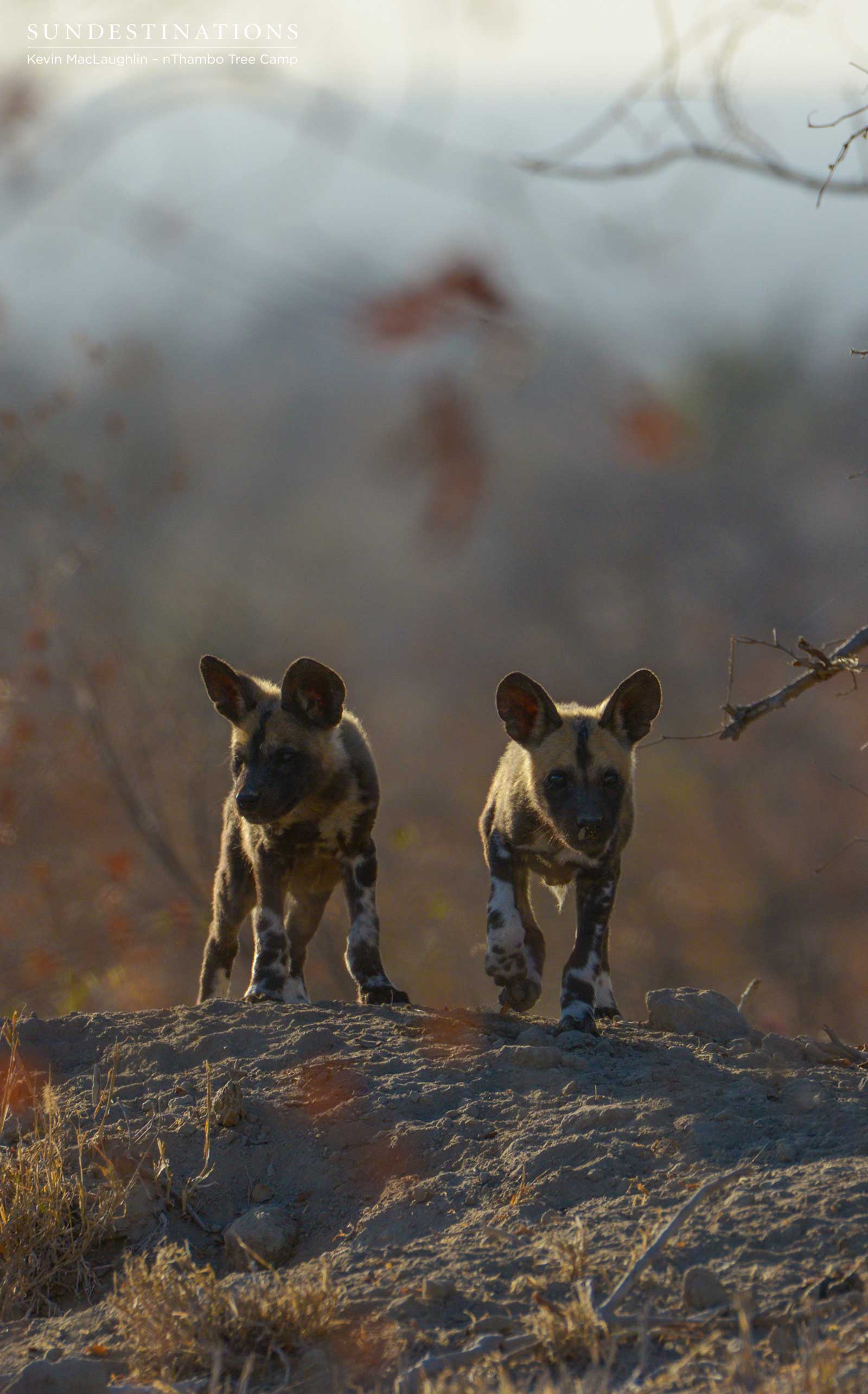 Wild Dog Pups - Klaserie Wild Dog Pups - Klaserie