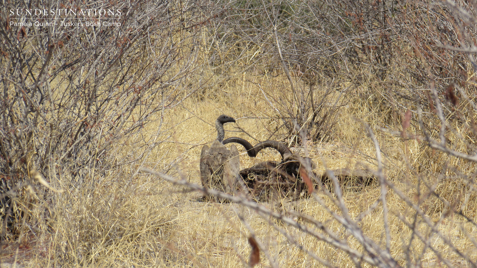 White Backed Vulture with Kill