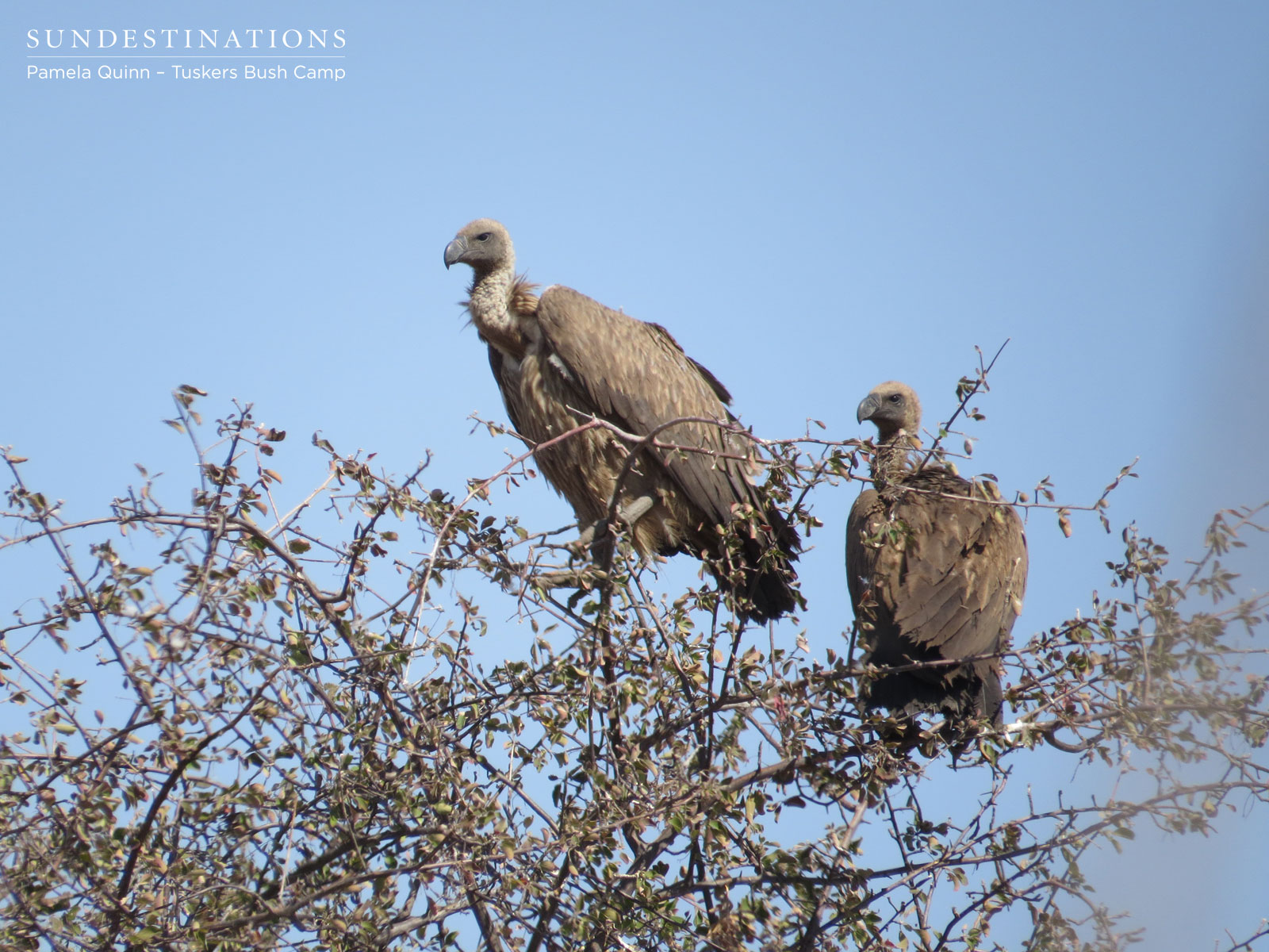 White Backed Vultures