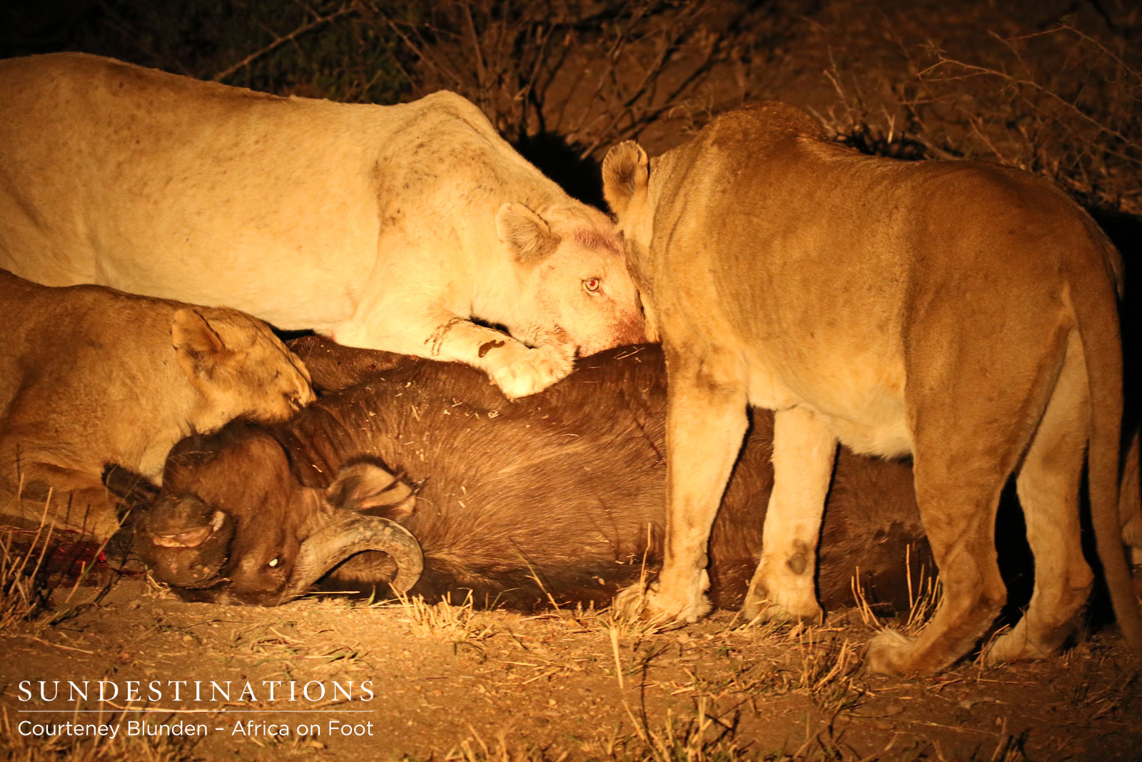 White Lions of Giraffe Pride