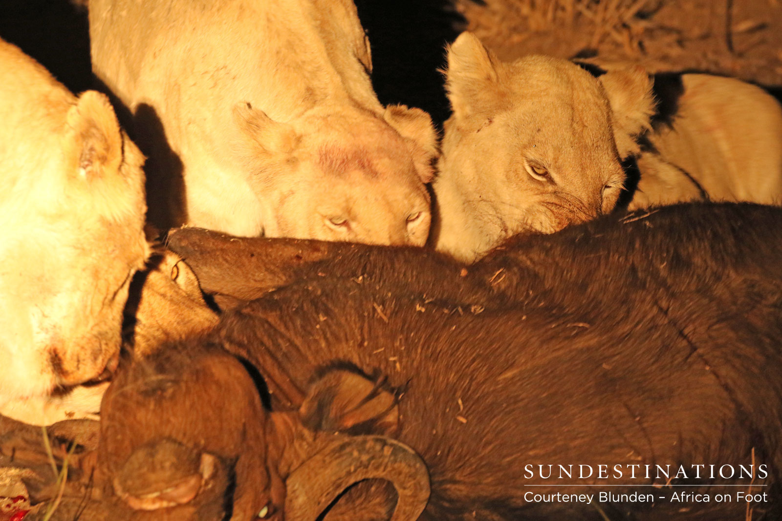 Lion Pride - Giraffe Pride