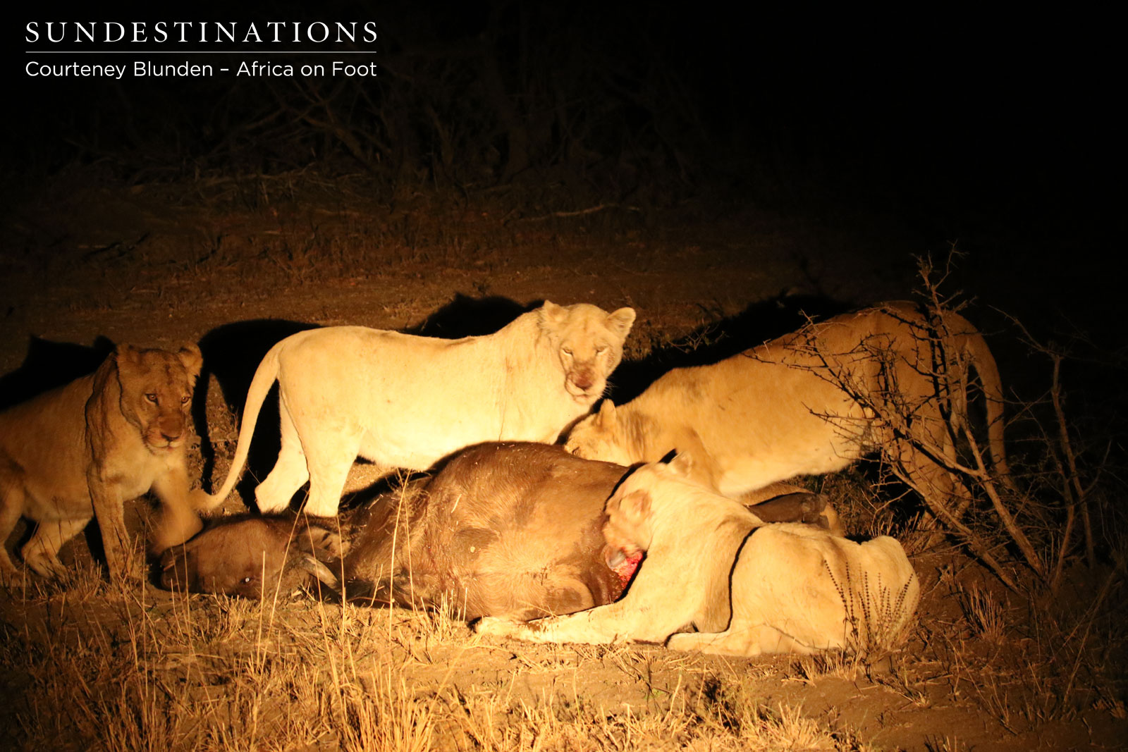 White Lions of Giraffe Pride