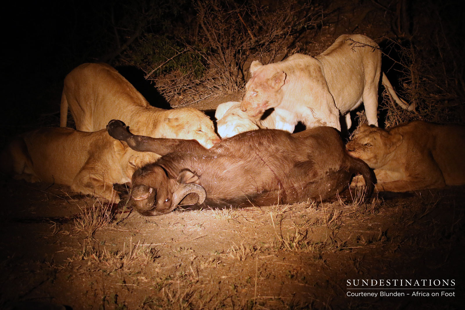 White Lion Africa on Foot