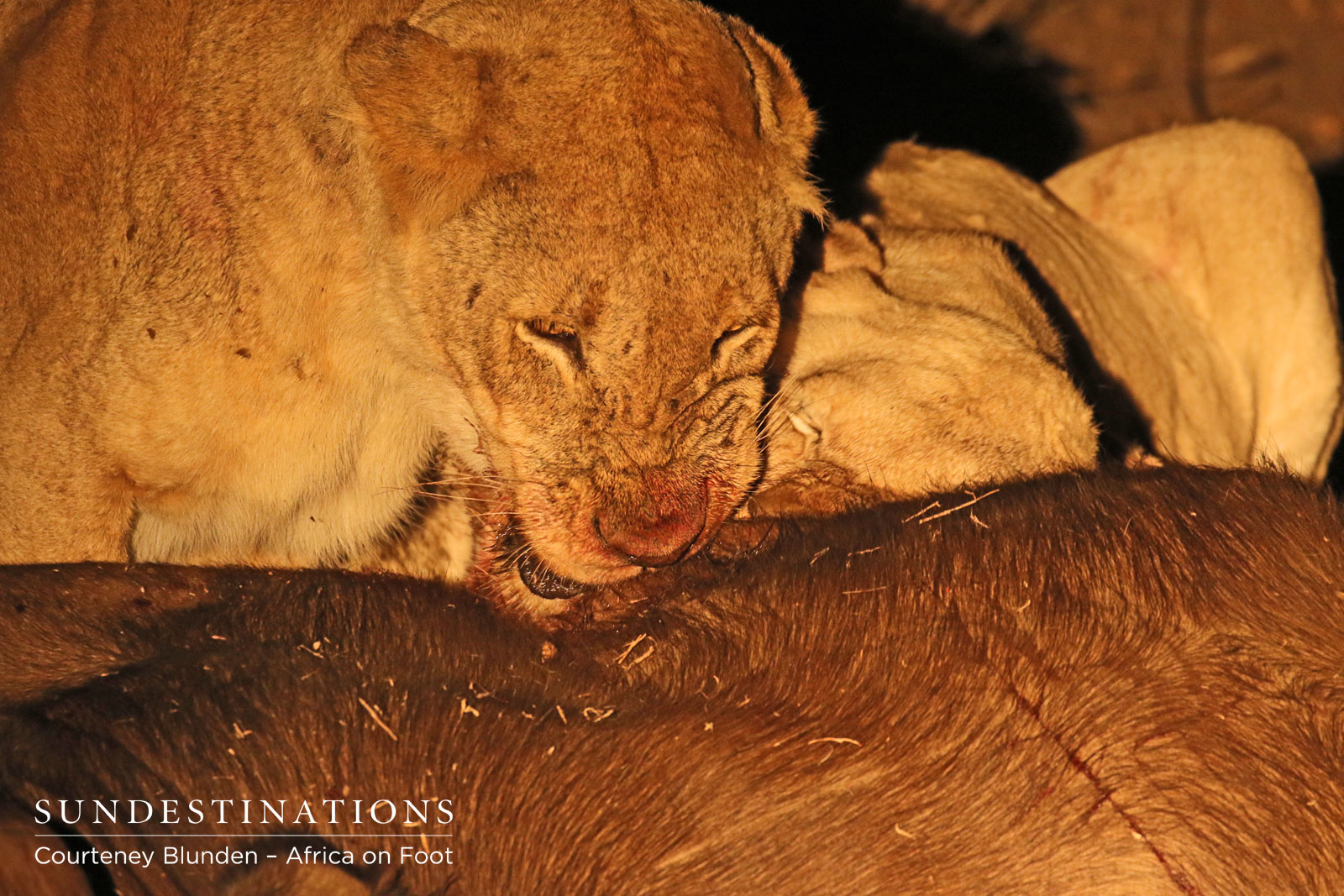 Giraffe Pride : White Lion