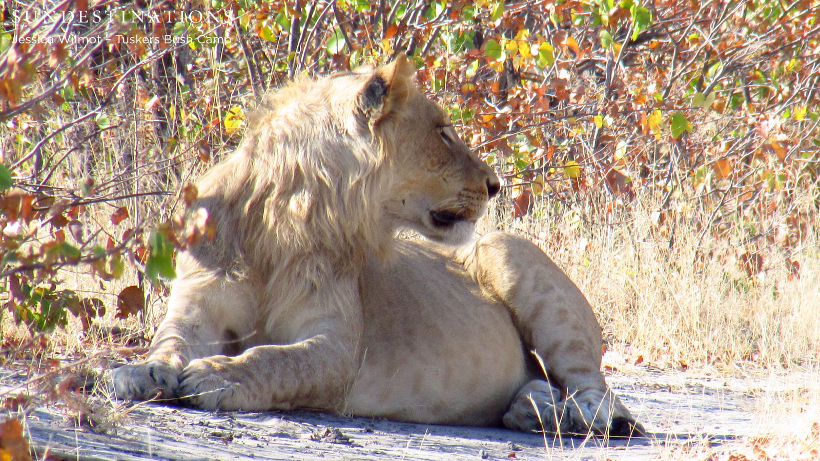 Young Lion - Tuskers
