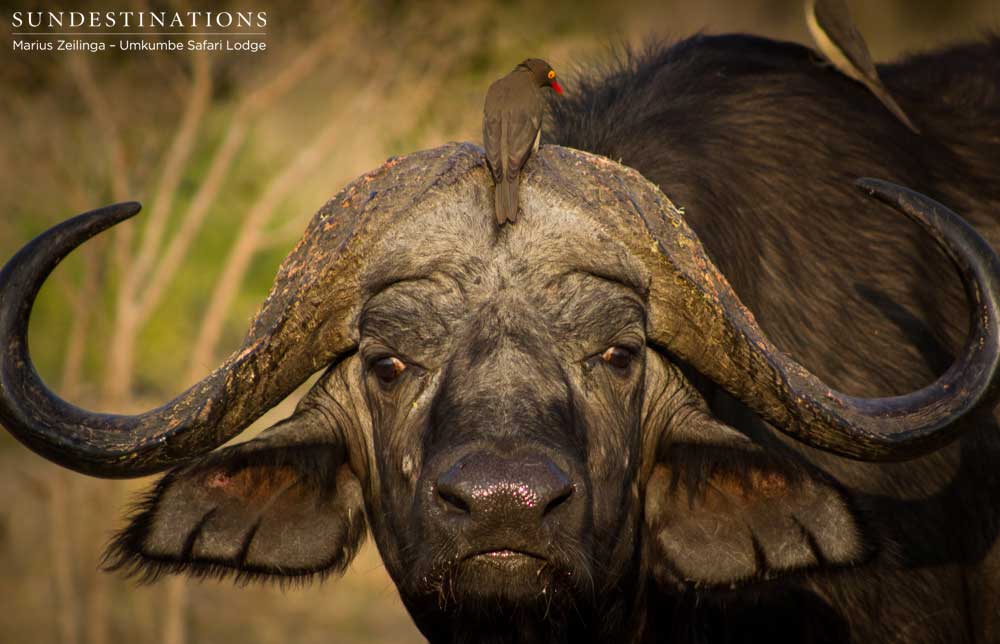 A dagha boy reminds us that he is one menacing member of the Big 5 with a death stare to remember A dagha boy reminds us that he is one menacing member of the Big 5 with a death stare to remember