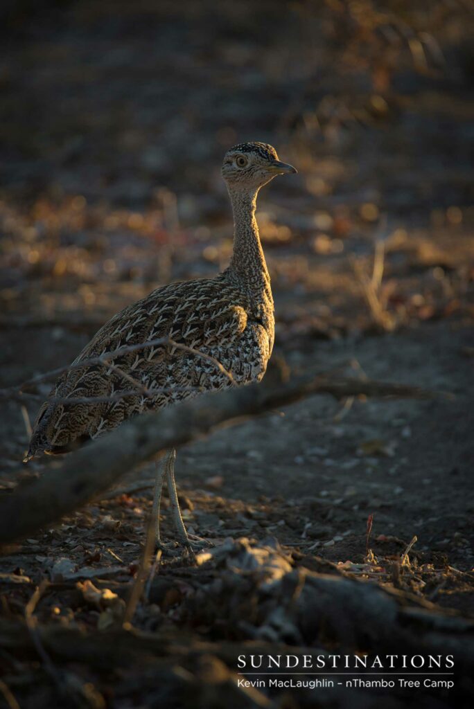 A red-crested korhaan catches the light in a rare moment of stillness shared with this camouflaged ground fowl