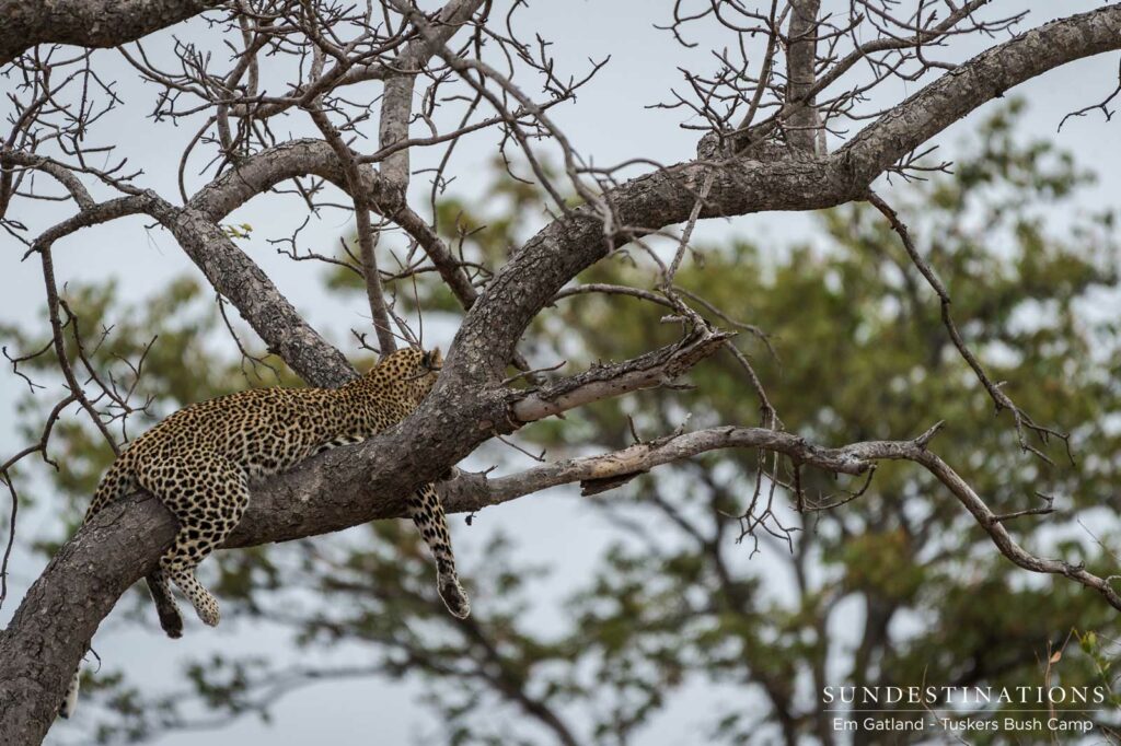 A leopard finds a comfortable nook in a marula tree to while away the afternoon A leopard finds a comfortable nook in a marula tree to while away the afternoon
