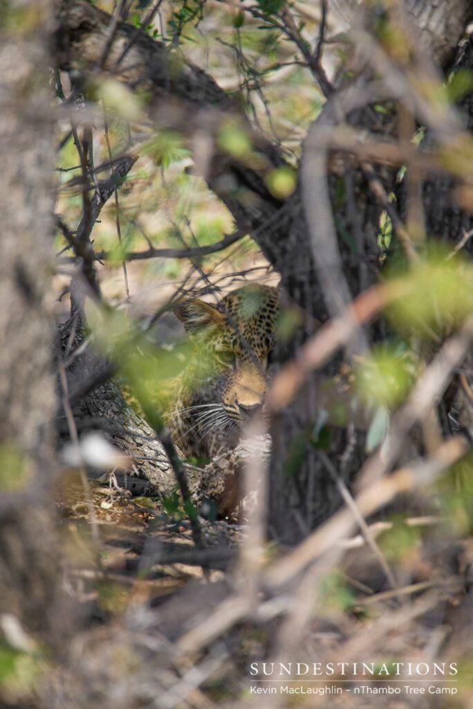 A shy leopard cub peers out of the thicket and lays low until his mother returns A shy leopard cub peers out of the thicket and lays low until his mother returns