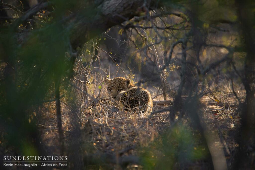 Ross Dam's cub waits patiently for his mother to return, staying well hidden Ross Dam's cub waits patiently for his mother to return, staying well hidden