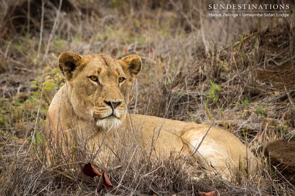 A Mhangeni lioness looks focused as she relaxes in the dry grass after she and her pride were spotted by some zebra. Cover blown!